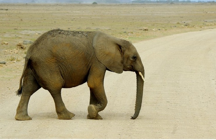 Animal That Can't Jump - Elephant - Facts For Kids, Wild Life & Nature -  Kinooze