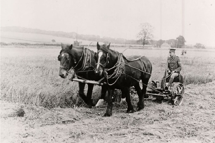 Why Horses Were Used During The Civil