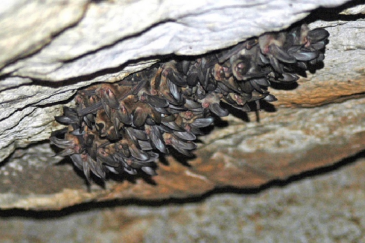Bats dwelling inside the cave