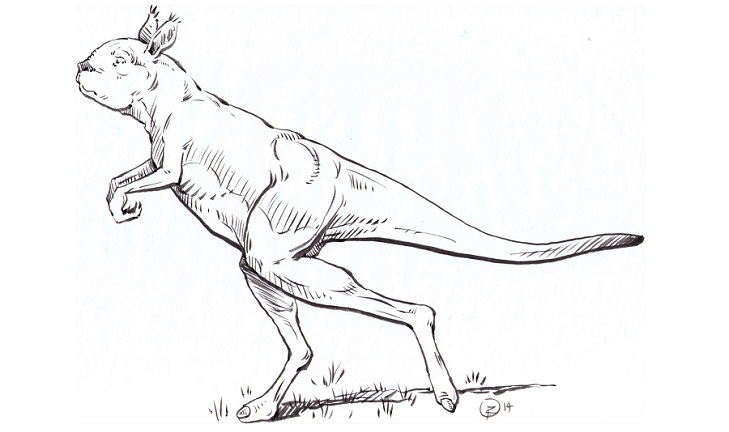 Giant-kangaroo