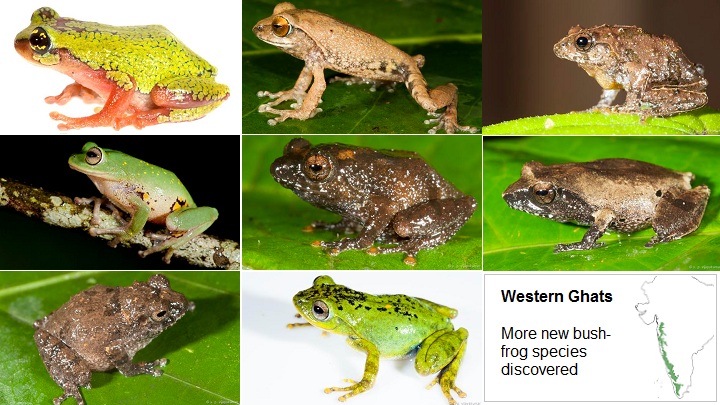 More New bush frog species discovered
