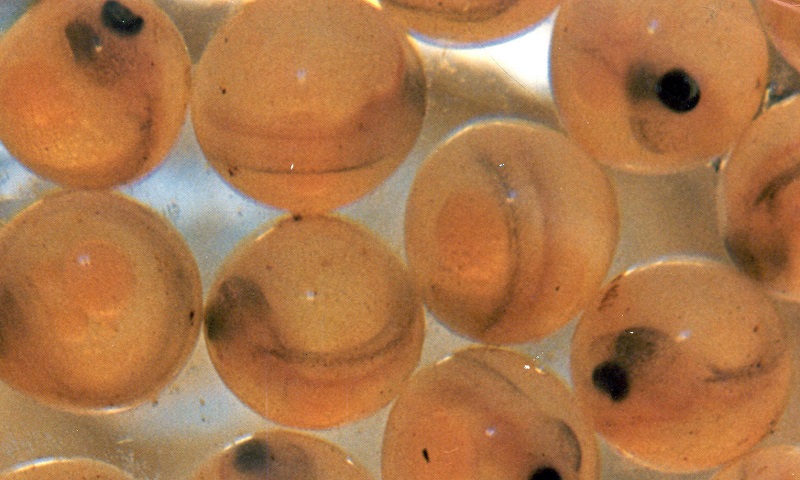 Atlantic salmon eggs