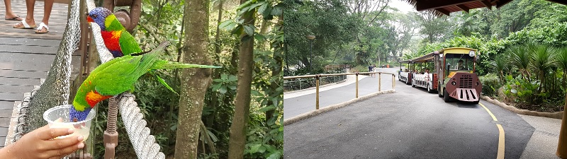 Jurong Bird Park SIngapore
