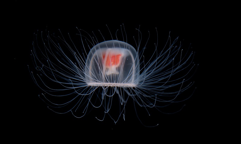 The immortal Jellyfish, has a bright-red stomach that is visible in the middle of its transparent bell, and the edges are lined with up to 90 white tentacles, Image Credit: American Museum of Natural HIstory