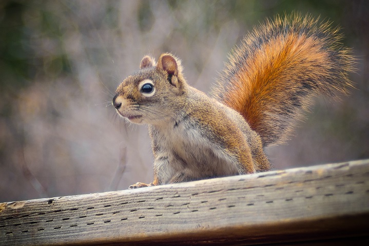 Squirrel tail