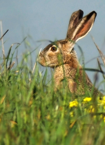 jackrabbits are hares