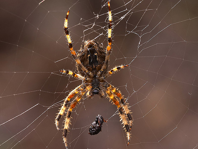 spider waiting for prey