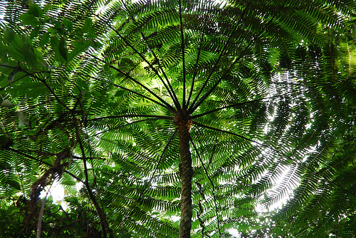 rainforest canopy