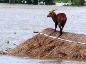 Kaziranga during Assam Floods, Photo Credit:www.sevensisterspost.com