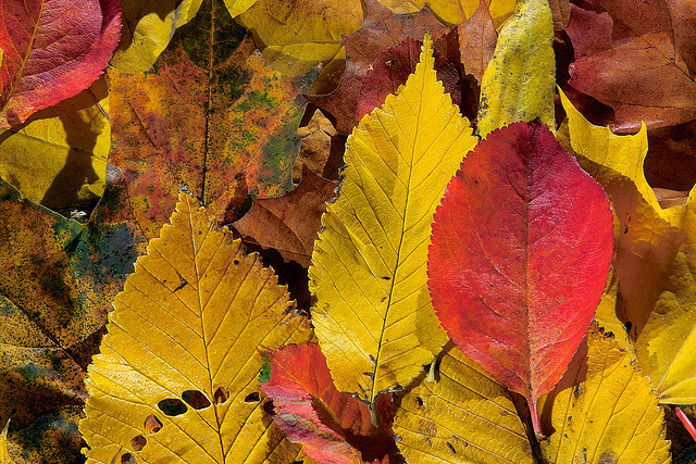 Why do plants change colors in autumn?