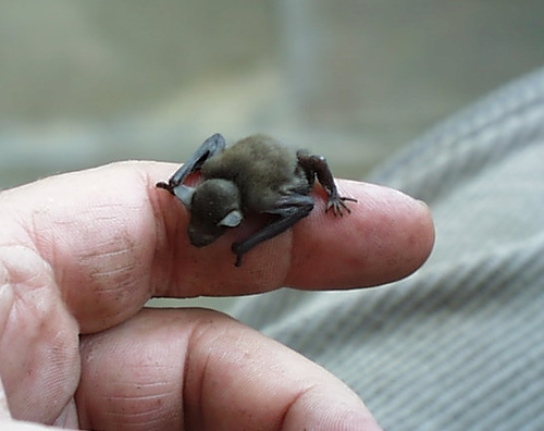 Bat as tiny as Bumblebee, Photocredit:koshersamurai