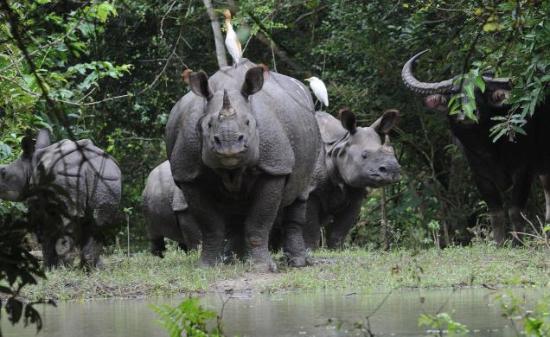 Kaziranga National Park Flooded, Photocredit:whiteflagpost.com