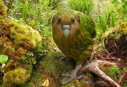 kakapo