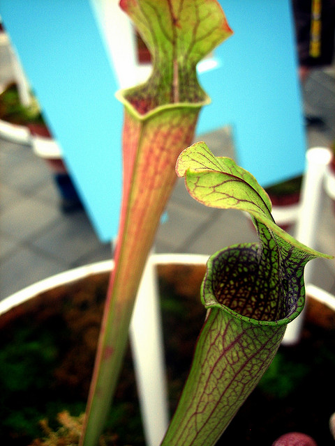 pitcher-plant-carnivorous
