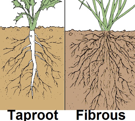root-info-system
