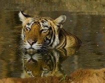 Core Tiger Reserves Away From Tourists