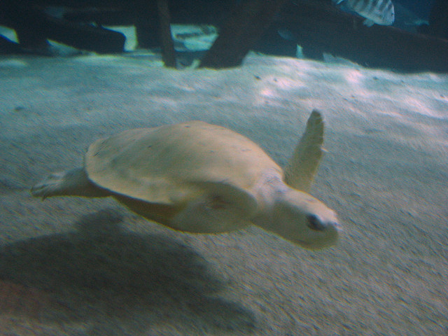 sea-turtle