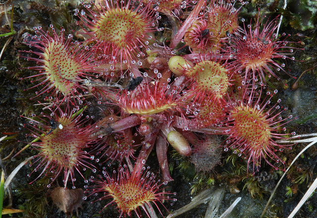sundew-plant-carnivorous
