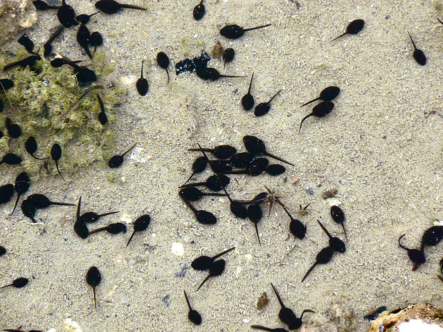 Young tadpoles