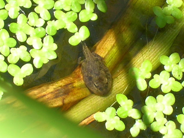 tadpole that grows hind legs