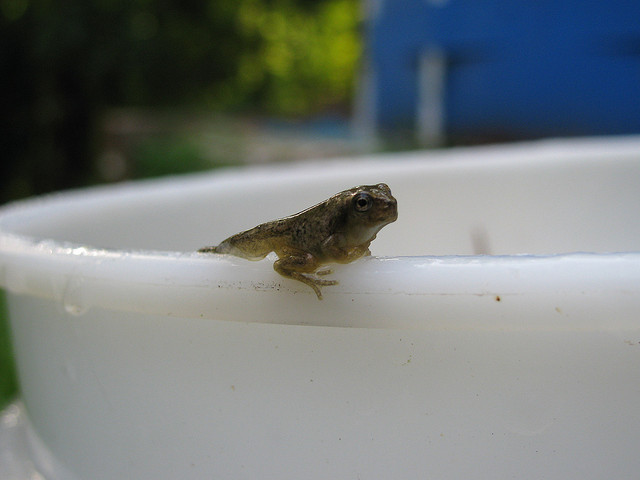A new frog that just emerged from tadpole