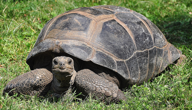 tortoise-giant