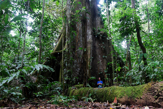 The Kapok tree in amazon around 180 feet tall