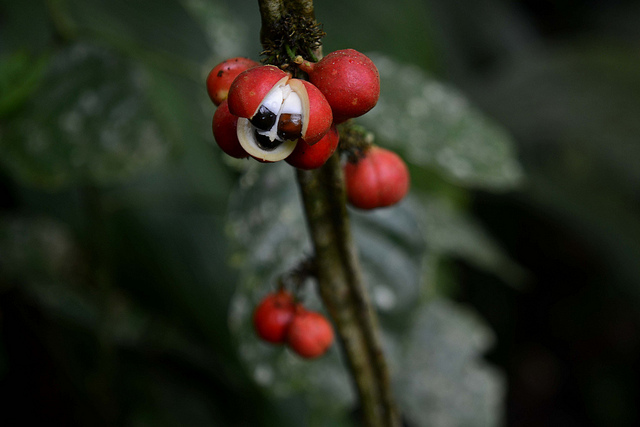 Guarana fruit of amazon