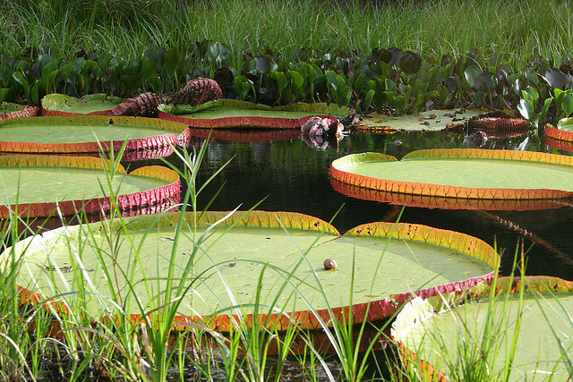 Water lilies