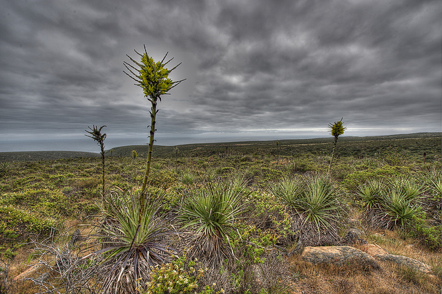 Puya plants - their favorite food