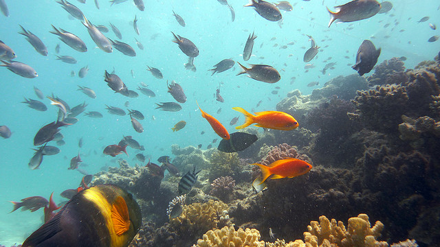 Underwater view while scuba diving