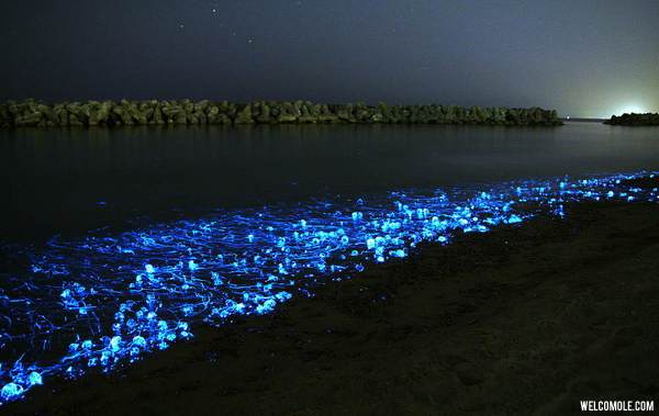 Sparkling-Firefly-Squid3 on the shore