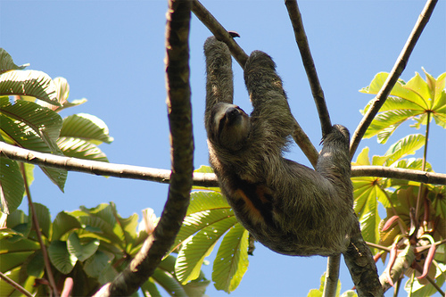 Three toed sloth