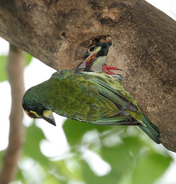 Coppersmith Barbet feeding the young one