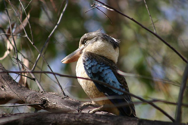 Blue winged kookaburra