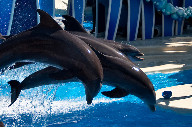 Dolphins jumping in the water