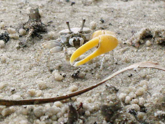 fiddler-crab