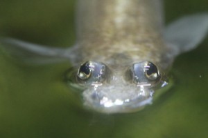 Anableps four-eyed-fish « Kinooze