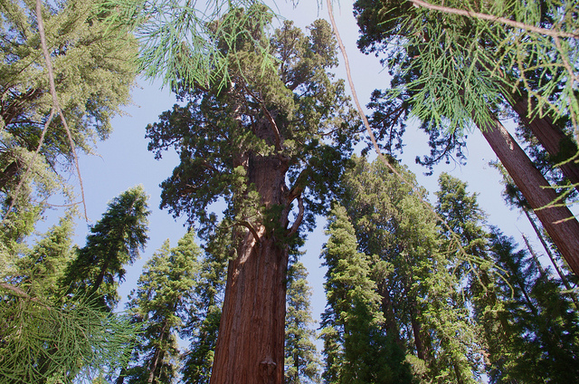 Giant general Sherman