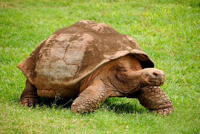 giant-tortoise