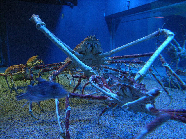 Japanese Spider Crab