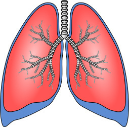 Lungs- respiratory system