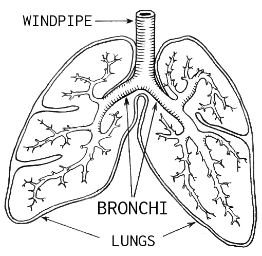 Detailed internal diagram of lungs