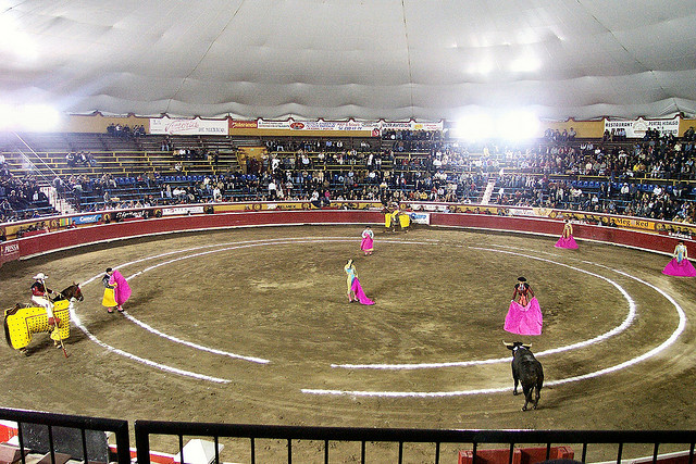 Bull fighting