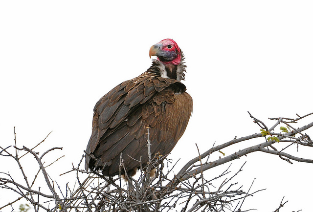 Desert Lappet faced vulture