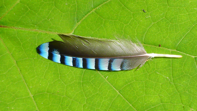 Vaned feather of a jaybird