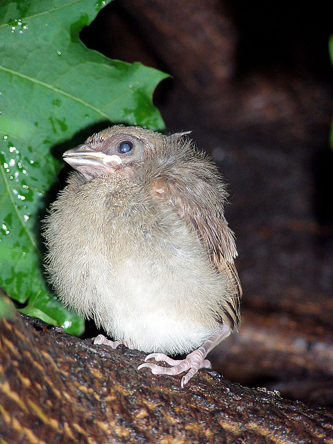 Down feathers of a baby bird