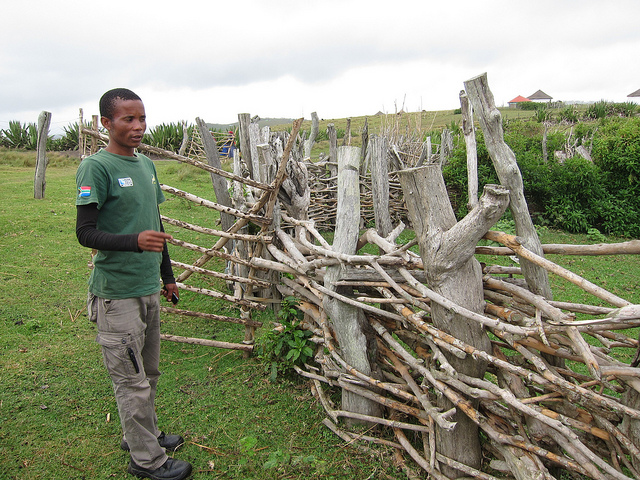 Maasai kraal made up of thorns