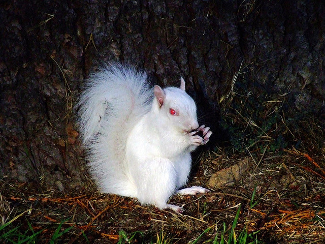 Albino squirrel or white squirrels