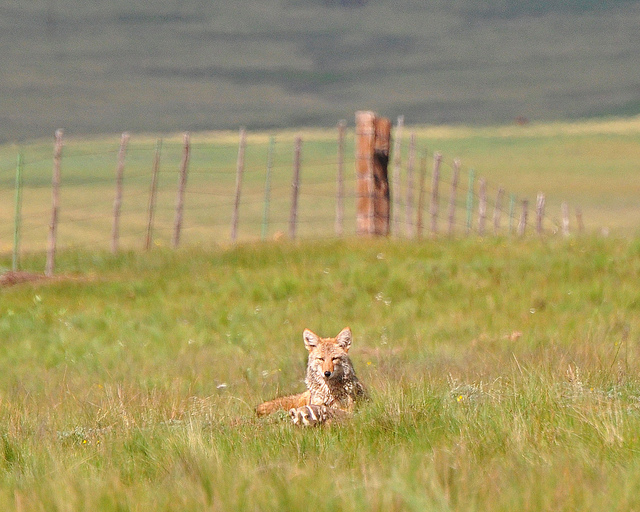 badger-coyote